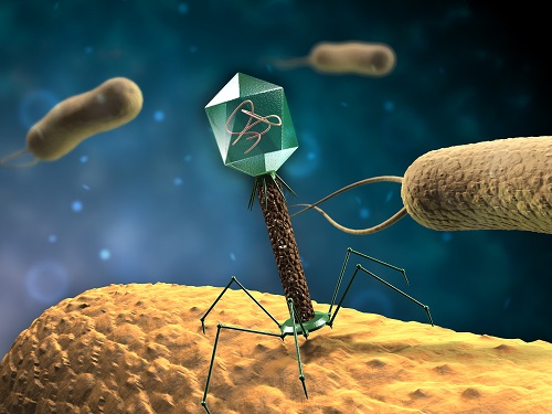 Attaque de bactéries par un batériophage